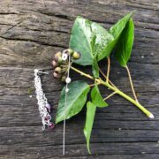 garnet-stick-earring-drop-chain-silver-sandrakernsjewellery