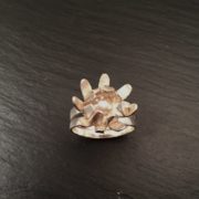 protea-ring-top-3-sandrakernsjewellery